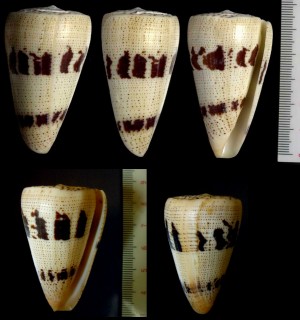 ユウキイモ Conus augur small