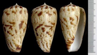 ヒロクチイモ Conus spectrum small
