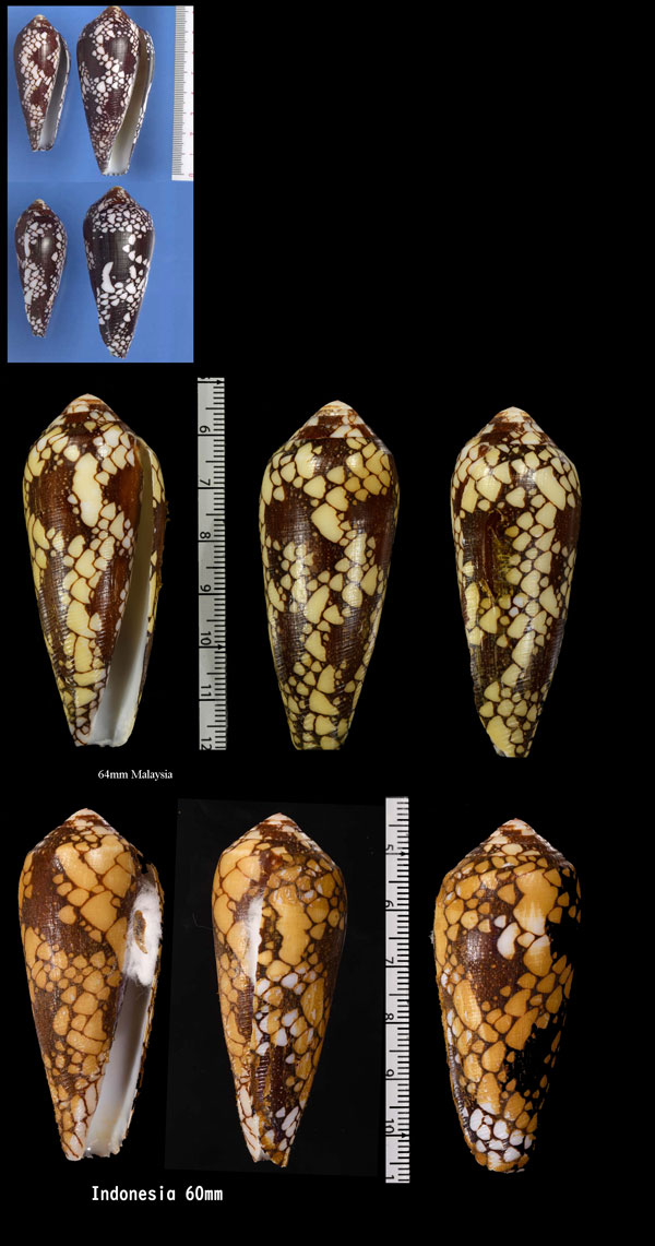 ソウジョウイモ 僧正芋 Conus episcopatus small