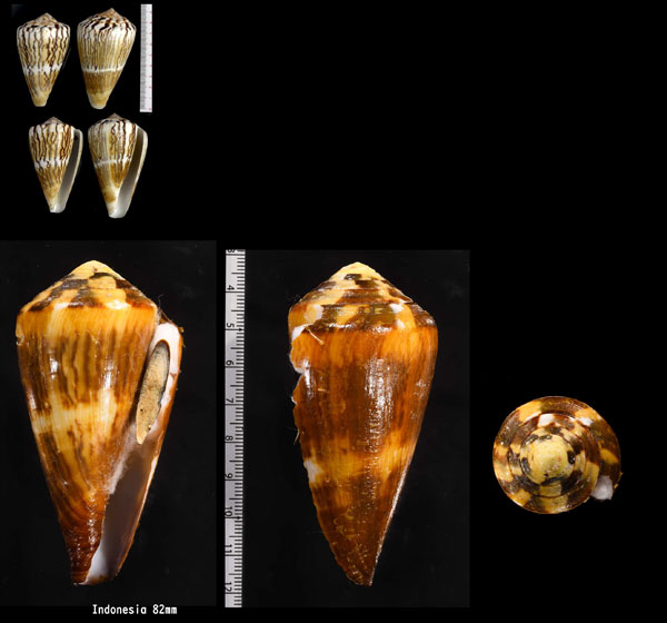 スマトライモ Conus vexillum f. sumatrensis small