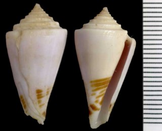 ハシイトマキイモ Conus boucheti small