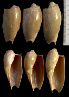ニヨリモロッコボラ Cymbium pachyus small