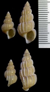 トサチャイロヒレイトカケ Gyroscala tosaensis small