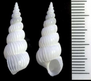 タキイトカケ Gyroscala iwaotakii small
