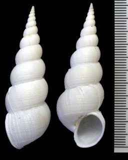 ツギノナガイトカケ Amaea secunda small
