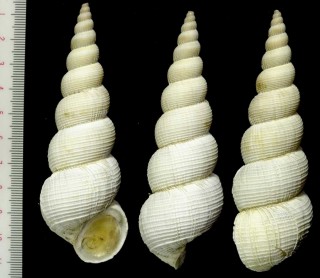 ナガイトカケ Amaea magnifica small