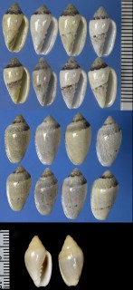 コショウヘリトリ Marginella piperata piperata small