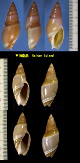 キサキリュウグウボタル Amalda hayashii small