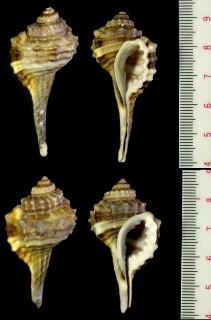 ヤセフジツの仲間 Ranularia monilifera small