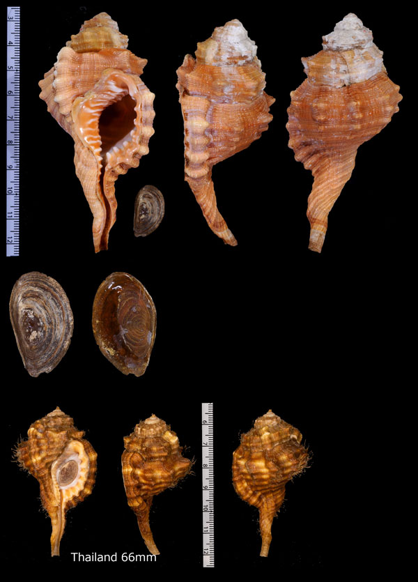 オオゾウガイ 大像貝 Cymatium pyrum small