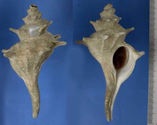 ナンベイツノオリイレ Trophonopsis acanthodes small