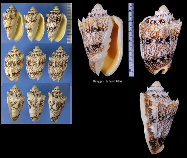 キングチコオロギ Cymbiola chrysostoma small