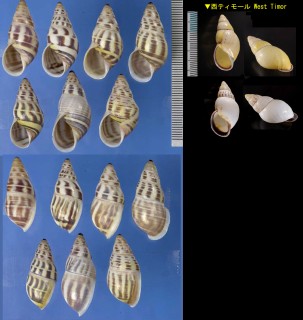 ニキサカサマレーマイマイ Amphidromus contrarius nikiensis small