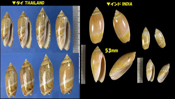 シミツキマクラ Agaronia nebulosa small
