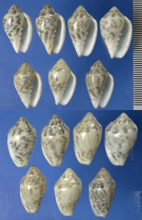 ウスナミガタヘリトリ Marginella confortinii small