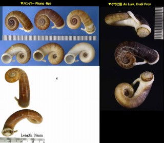 スミスエントツアツブタ Rhiostoma smithi small