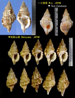 ニセイボボラ Sassia semitorta small