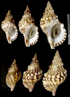 ヨーロッパボラ Charonia lampas lampas small
