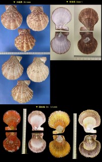 アズマニシキ (カスミニシキ) Chlamys farreri nipponensis small