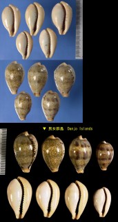 ヒメハラダカラ Erronea hungerfordi hungerfordi small