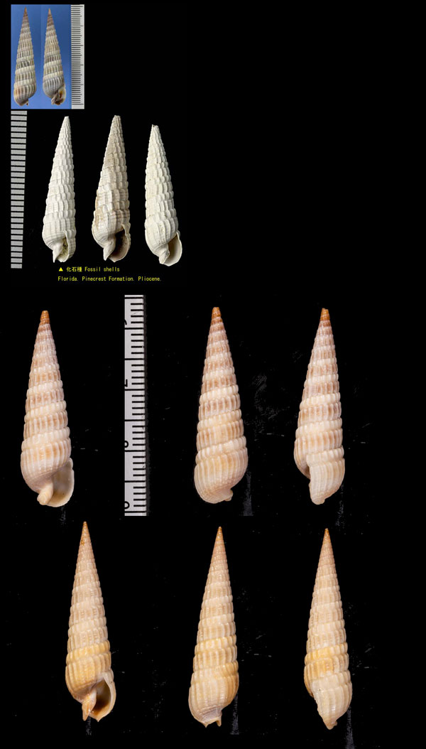 アメリカトクサ Terebra dislocata small