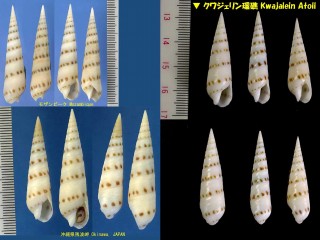 ゾウゲタケ Terebra felina small