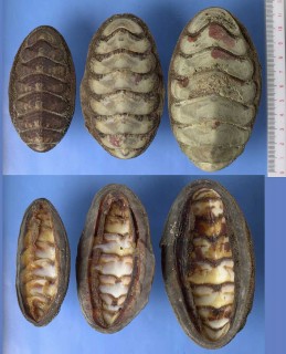 ギガウスヒザラ Dinoplax gigas small
