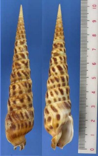 カリビアタケ Terebra taurina small