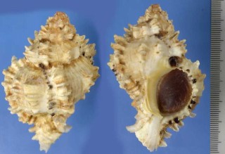 クロフクダモノツブリボラ Phyllonotus pomum oculatus small