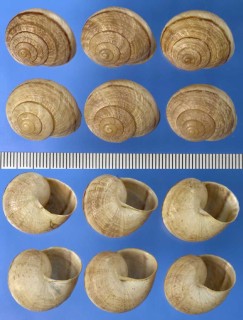 アリオンマイマイ Micrarionta kelletti small