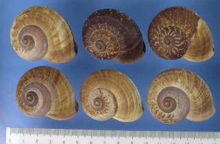 オオトラフマイマイ (仮称) Cyclophorus rafflesi small