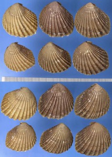 ベドネルシンサンカクガイ Neotrigonia bednalli small