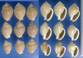 ナンアウラシマ Semicassis craticulata small