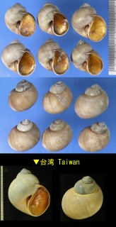 サキグロタマツメタ Euspira fortunei small