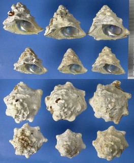 アオボシウラウズ(コバルトウラウズ) Astralium stellare small