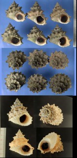 ブットウタマキビ Tectarius pagodus small