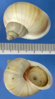 マダガスカルヤマタマキビ Tropidophora tricarinata ambodiarensis small