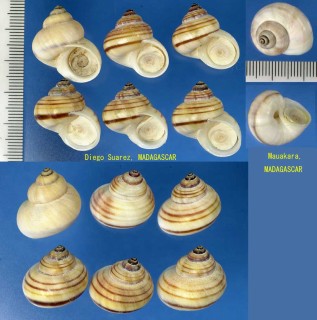 フィリッピヤマタマキビ Tropidophora philippiana small