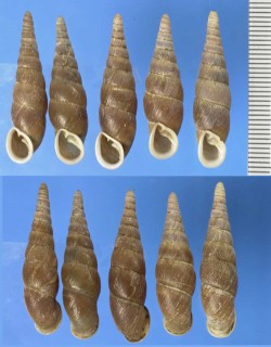 ユウグレナミギセル Stereophaedusa japonica vespertina small