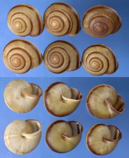 ダイトウアツマイマイ Nesiohelix palaeomphalina small