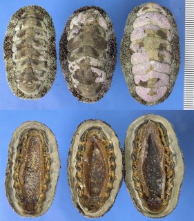 ヒザラガイ Acanthopleura japonica small