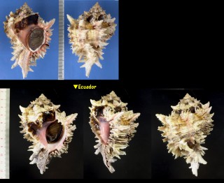 ダイオウガンゼキ Hexaplex regius small