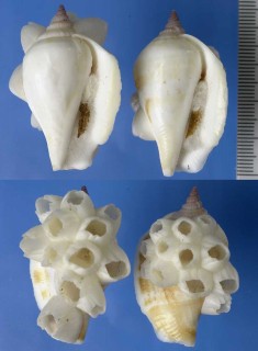 カネツケフドロ Strombus dilatatus small