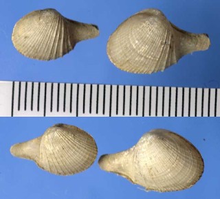 ヒメシャクシガイの仲間 Cardiomya cleryana small