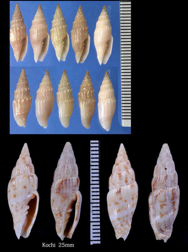 トクサツクシ (トサツクシ) 木賊土筆 Vexillum spicatum small