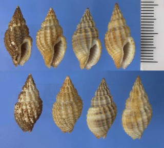 ユカタントクサバイの仲間 Antillophos candei small