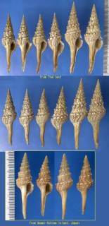 マダラクダマキ Lophiotoma indica small