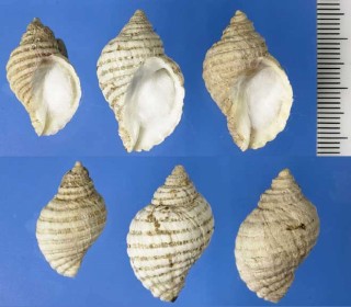 ゴウシュウレイシの仲間 Lepsithais lacunosus small