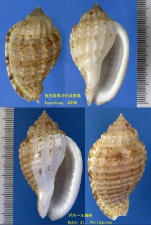 ショクコウオニムシロ Morum teramachii small