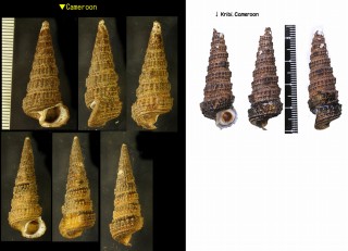 ツノダシヘナタリ Tympanotonus fuscatus small